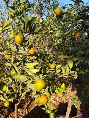 עץ קלמנטינות בוגר למכירה בטופית סטון 