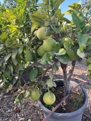 משתלה לעצי פרי טופית סטון