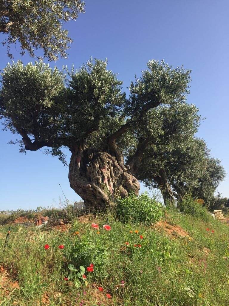 אבני חיפוי