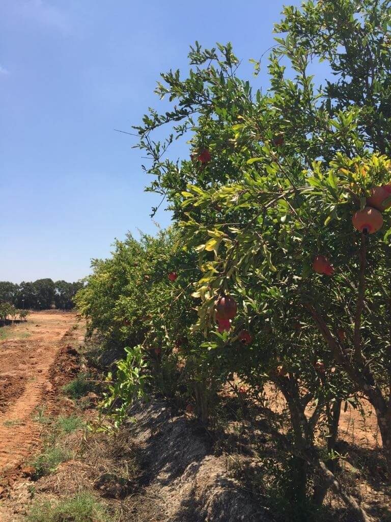 אבנים לגינה