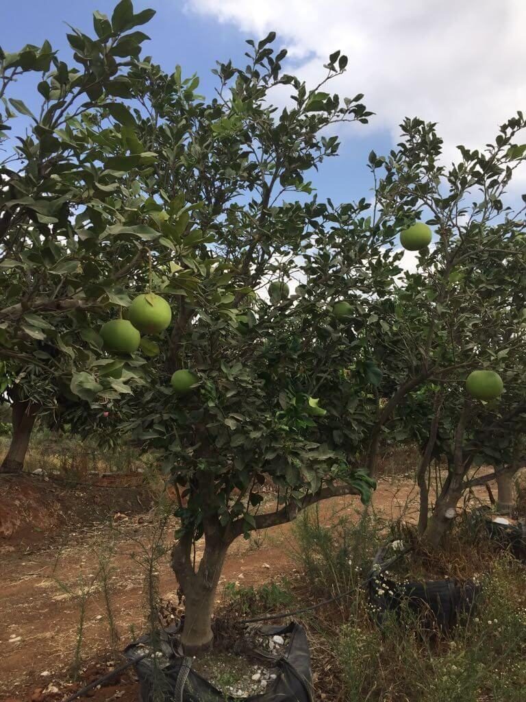 חלוקי נחל מחיר למטר