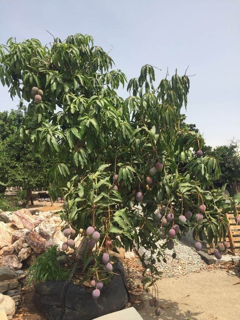 חלוקי נחל לגינה תמונות