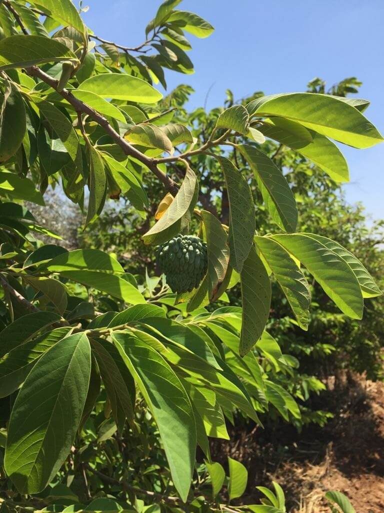 אקרשטיין ריצוף חוץ