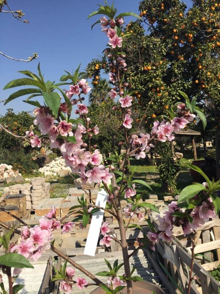אבני ריצוף