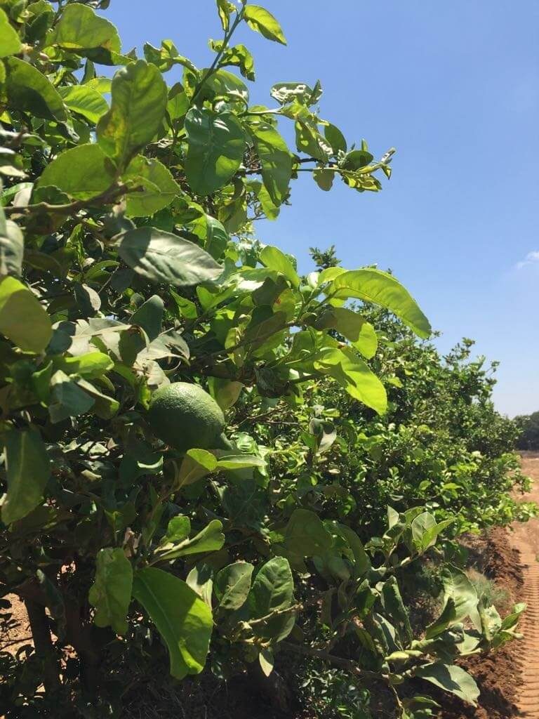 כדים גבוהים