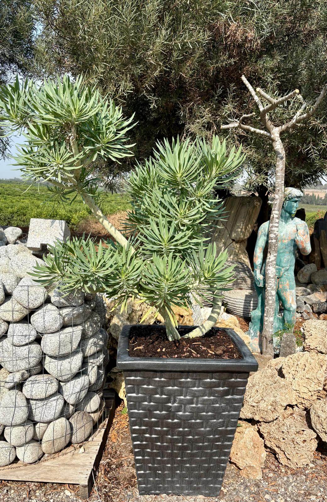 מרכז התצוגה של טופית סטון